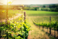 Rieslingrankor
